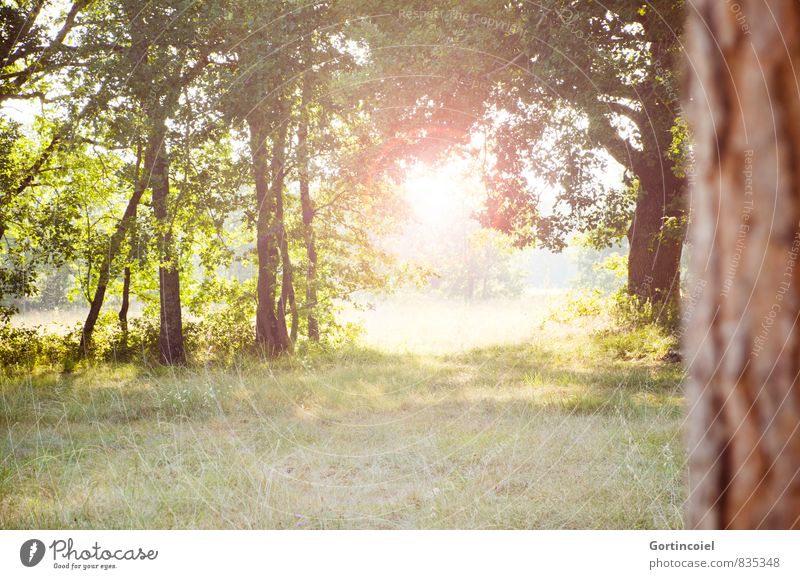 Neuer Tag Umwelt Natur Landschaft Sonne Sommer Schönes Wetter Baum hell schön Blendenfleck Morgen Gegenlicht Wiese Farbfoto mehrfarbig Außenaufnahme