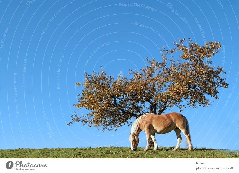 Haflinger Pferd Landwirtschaft Wiese Baum Herbst Dorfwiese Bauernhof Ackerbau Gras grün Alm Himmel Ranch Baumstamm Bergwiese Himmelszelt Weide