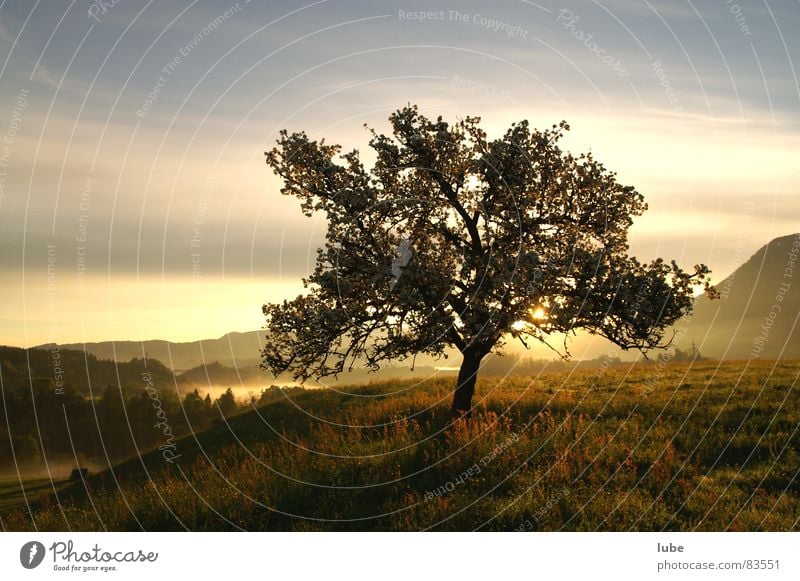 Baum Laubbaum Morgen Sonnenaufgang Wiese Gras Apfelbaum Baumstruktur Alm Bergwiese Frühling Morgendämmerung