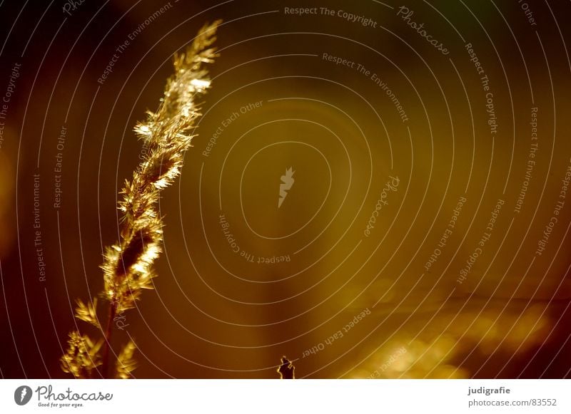 Licht See Gras gelb Stengel Halm Ähren glänzend Stimmung schön weich Rauschen Wiese zart beweglich sensibel federartig Schwäche Herbst Sonne gold orange Wind