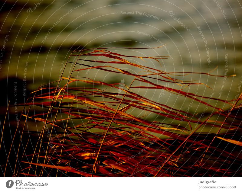 Wind und Gras See Strand Abendsonne gelb Stengel Halm Wildnis Umwelt Herbst Sand Küste Natur gold orange Linie Strukturen & Formen büschel Spitze wehen