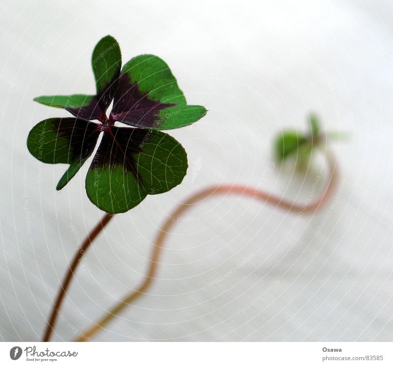 Glück gehabt Pflanze Blume Klee Botanik Pflanzenteile Glücksspieler Stengel Blumenhändler Glückwünsche Kleeblat vierblättriger Klee Schornsteinfegerderivat