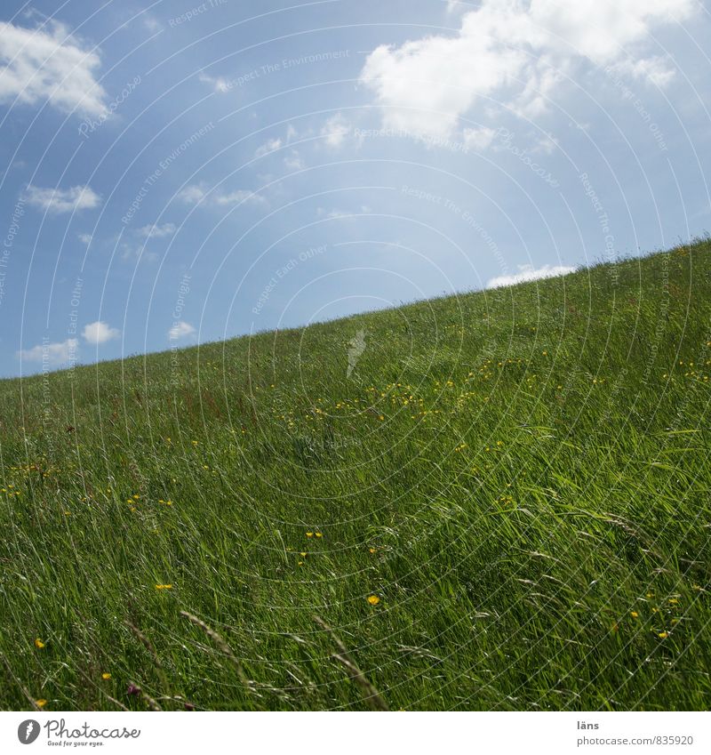 da ist der Deich Natur Landschaft Himmel Wolken Schönes Wetter Gras Flussufer Wachstum blau grün aufwärts aufsteigen Wiese steil Steigung abwärts