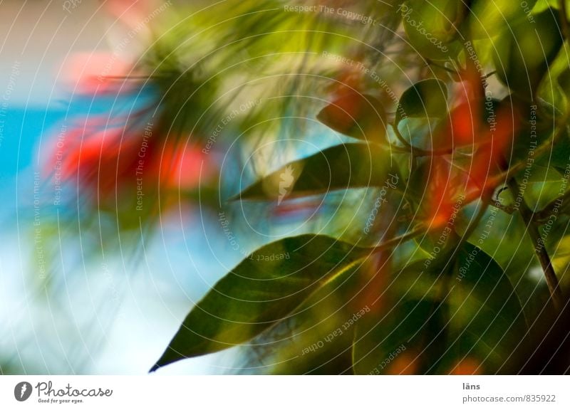 durchblick Ferien & Urlaub & Reisen Tourismus Umwelt Natur Pflanze Blume Blatt Blüte Grünpflanze Blühend Wachstum grün rot türkis Schwimmbad Durchblick