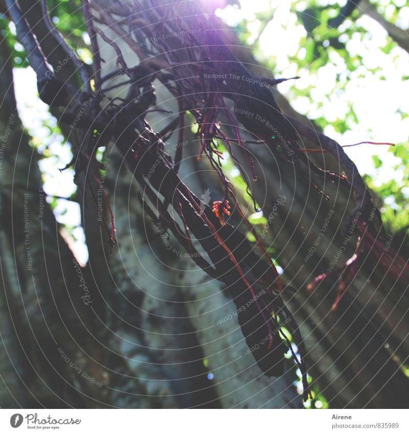 Liane Natur Pflanze Luft Schönes Wetter Baum Baumstamm Luftwurzel Urwald schaukeln exotisch fest lang stark grau Freiheit Kraft violett Beleuchtung verästelt