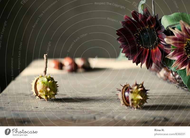 HerbstGrüße Blume Blühend authentisch natürlich braun gelb Sonnenblume Kastanienbaum Holztisch Stillleben reif stachelig Farbfoto Gedeckte Farben Innenaufnahme