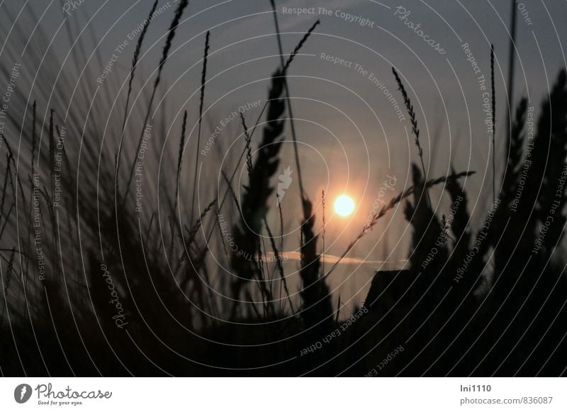 Sommerabend Natur Landschaft Pflanze Himmel Wolken Sonne Sonnenaufgang Sonnenuntergang Sonnenlicht Wärme Gras Nutzpflanze Wiese außergewöhnlich dunkel