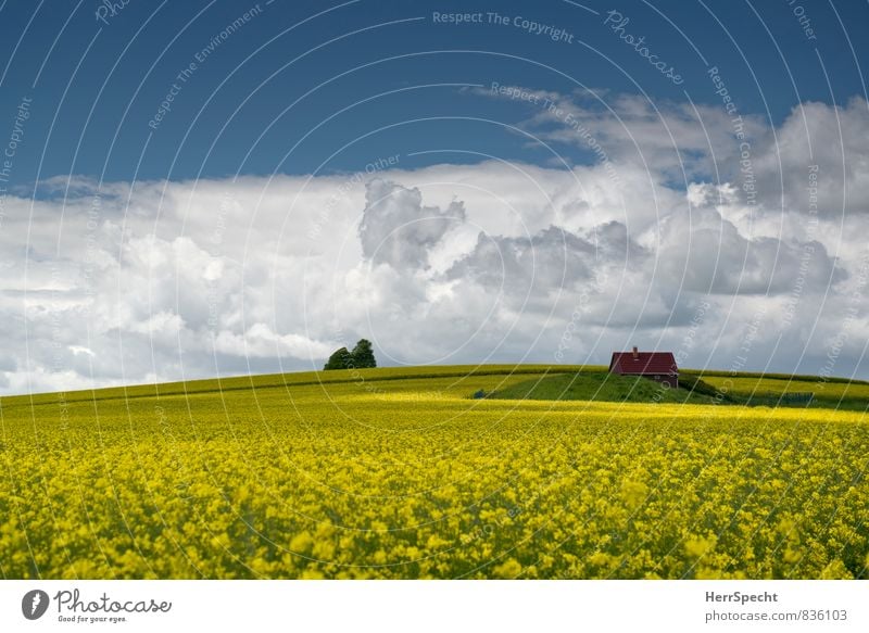 Ein Häuschen im Gelben Umwelt Landschaft Pflanze Himmel Wolken Horizont Frühling Schönes Wetter Nutzpflanze Raps Rapsfeld Rapsanbau Haus Einfamilienhaus Hütte