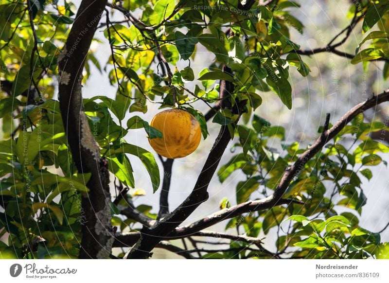 Trash 2015 | Grapefruit Lebensmittel Frucht Orange Bioprodukte Vegetarische Ernährung Diät Fasten Ferien & Urlaub & Reisen Ferne Sommer Pflanze Baum Nutzpflanze