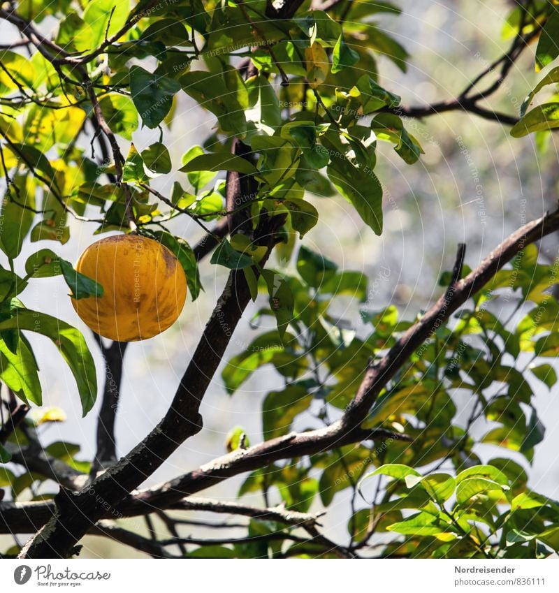 Früchtchen Lebensmittel Frucht Ernährung Bioprodukte Vegetarische Ernährung Diät Fasten Landwirtschaft Forstwirtschaft Pflanze Baum Nutzpflanze exotisch frisch