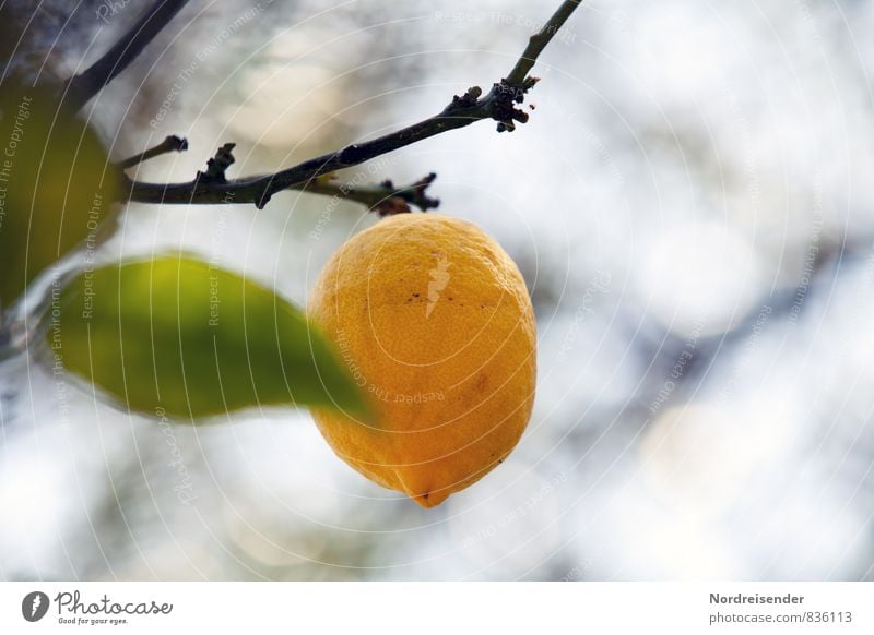 Zitrusfrische.... Lebensmittel Frucht Bioprodukte Vegetarische Ernährung Diät Fasten Natur Pflanze Sommer Baum Nutzpflanze exotisch hängen Wachstum Gesundheit