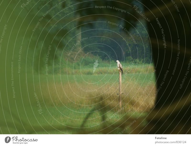 Rastplatz Umwelt Natur Pflanze Tier Sommer Baum Gras Wiese Wald Wildtier Vogel 1 braun grün weiß Greifvogel Farbfoto mehrfarbig Außenaufnahme Menschenleer