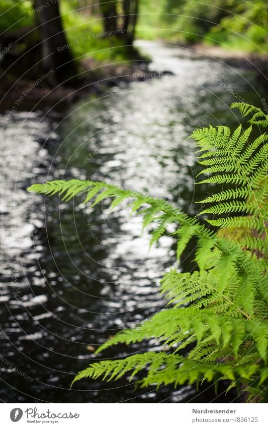 Farn ruhig wandern Natur Landschaft Pflanze Wasser Frühling Sommer Flussufer Wachstum Flüssigkeit grün Thüringen Thüringer Wald Farbfoto Außenaufnahme