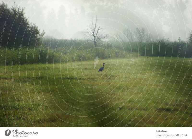 Nebelfrühstück Umwelt Natur Landschaft Pflanze Tier Sommer Baum Gras Sträucher Garten Park Wiese Wildtier Vogel 1 grün Reiher Farbfoto Gedeckte Farben