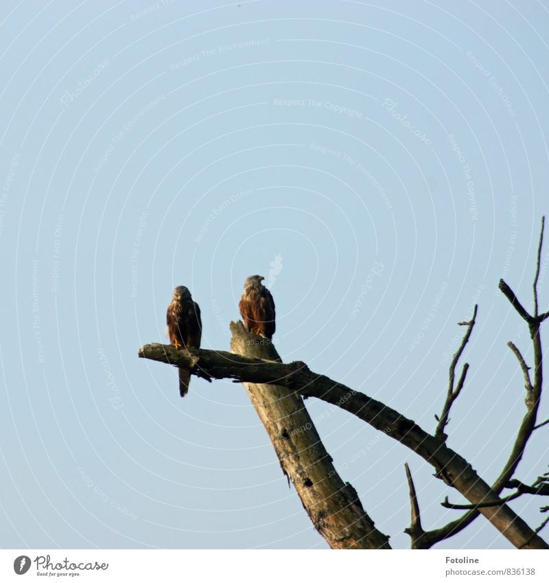 He, guck mal da! Umwelt Natur Pflanze Tier Urelemente Luft Himmel Wolkenloser Himmel Schönes Wetter Baum Wildtier Vogel 2 natürlich Roter Milan Ast