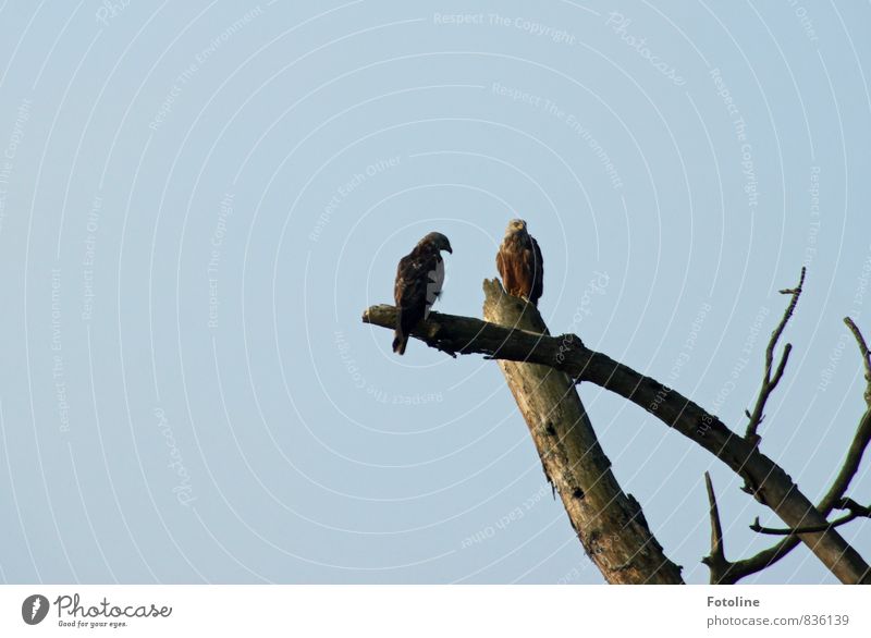 Was guckst du? Umwelt Natur Pflanze Tier Urelemente Luft Himmel Wolkenloser Himmel Baum Vogel 2 hell natürlich blau Ast laublos Greifvogel Roter Milan Farbfoto