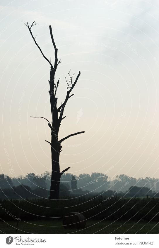 karg Umwelt Natur Landschaft Pflanze Himmel Sommer Baum Sträucher Wiese Feld Wald dunkel kalt natürlich schwarz weiß Heuballen Nebel Farbfoto Gedeckte Farben