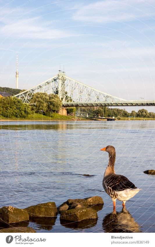 Erlebe dein "Blaues Wunder" Dresden Hauptstadt Brücke Fernsehturm Elbe Stein Wasser Schifffahrt Binnenschifffahrt Tier Wildtier Flügel Gans 1 Erholung Farbfoto