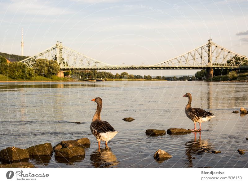 Elbblick Landschaft Wasser Sommer Flussufer Elbe Dresden Deutschland Hauptstadt Bauwerk Brücke Fernsehturm Blaues Wunder Schifffahrt Tier Wildtier Flügel Gans 2