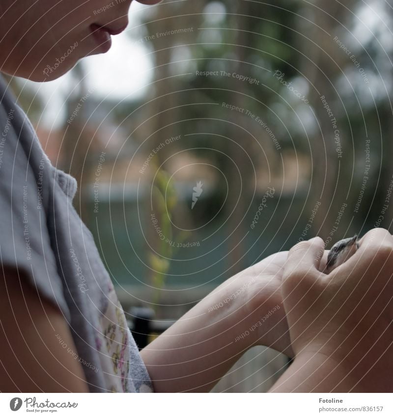 Kleiner Lebensretter Mensch feminin Kind Mädchen Kindheit Kopf Gesicht Mund Lippen Hand Finger 1 Tier Wildtier Vogel Tiergesicht klein natürlich Liebe Schutz