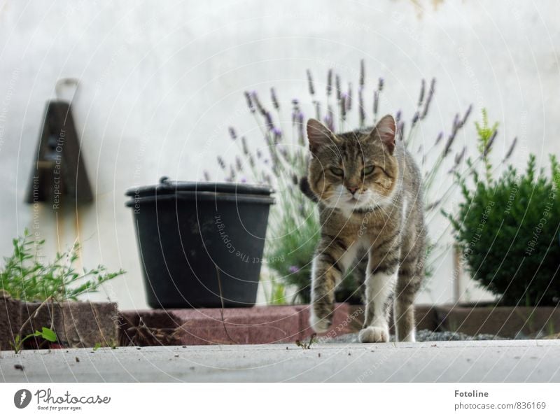 Hast du Futter? Umwelt Natur Pflanze Tier Sommer Sträucher Garten Haustier Katze Tiergesicht Fell 1 kuschlig nah natürlich Hauskatze Futterhäuschen Kübel