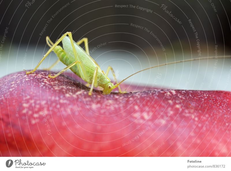 kleiner Snack Umwelt Natur Tier 1 frei natürlich grün rot Heuschrecke Heimchen Beine Fühler Fressen Pfirsich Farbfoto mehrfarbig Außenaufnahme Nahaufnahme