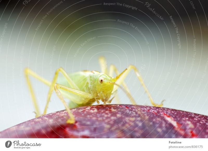 njam njam njam Natur Tier Sommer 1 sportlich hell klein natürlich grün rot Insekt Heuschrecke Steppengrashüpfer Nektarine Farbfoto mehrfarbig Außenaufnahme