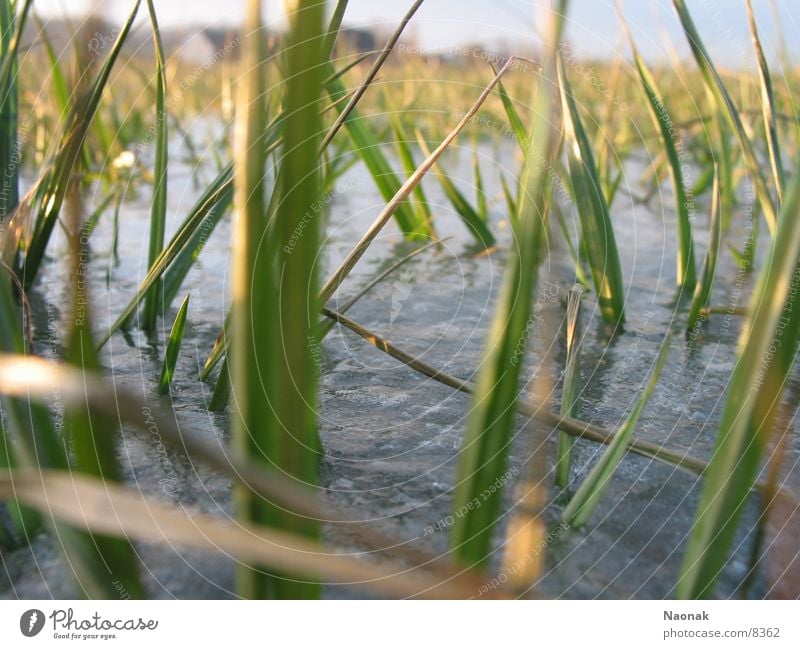 Graseis grün Dorf Winter gefroren Eis Wasser