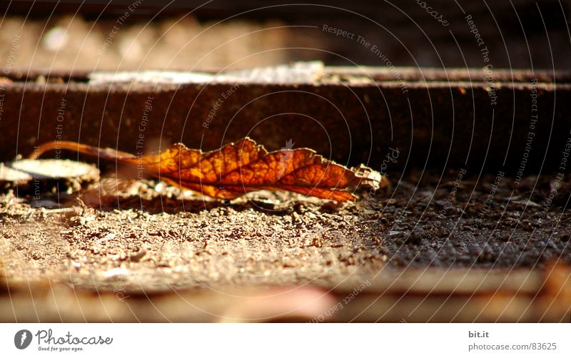 GOLDSCHATZ Fundament Zwischenblatt Blatt Ladefläche Landwirtschaft rot Herbstlaub vergessen finden Oktober Ackerbau Sonnenuntergang Morgen Blütenstiel Dämmerung