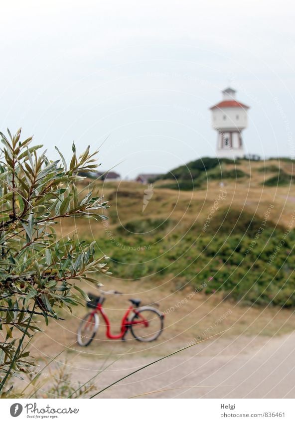 ...mit´m Radl da... Ferien & Urlaub & Reisen Tourismus Sommer Sommerurlaub Umwelt Natur Landschaft Pflanze Himmel Schönes Wetter Gras Sträucher Insel Langeoog