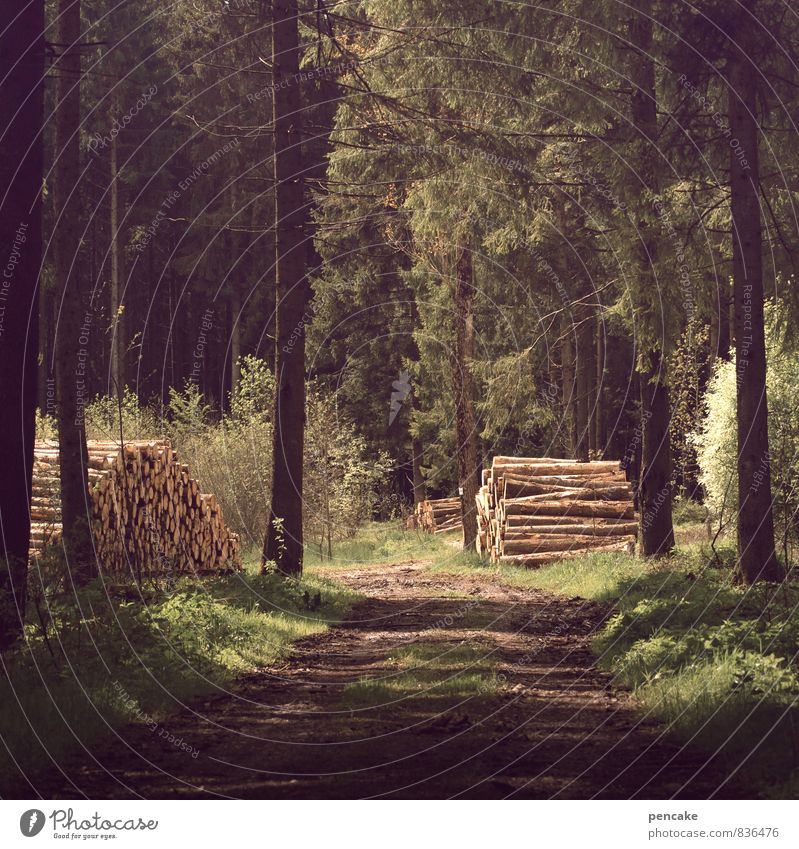 warmhalten Natur Landschaft Urelemente Erde Sommer Wärme Wald Duft gut Erholung Zufriedenheit Baumstamm Fußweg Wege & Pfade Wegbiegung Idylle Farbfoto