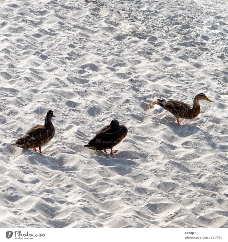 Entenurlaub Vogel Geldscheine plumage Feder Sand Strand Ornithologie Tier fauna Natur Flügel wild Hühnervögel wading maritim Meer birding watscheln Sandbank