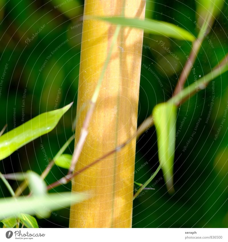 Bambus Pflanze Gras Natur Wachstum grün Zweig stem Garten Blatt Botanik Sträucher geblümt Hintergrundbild Asien Asiate Bambus Sprössling Bambusrohr Feng Shui