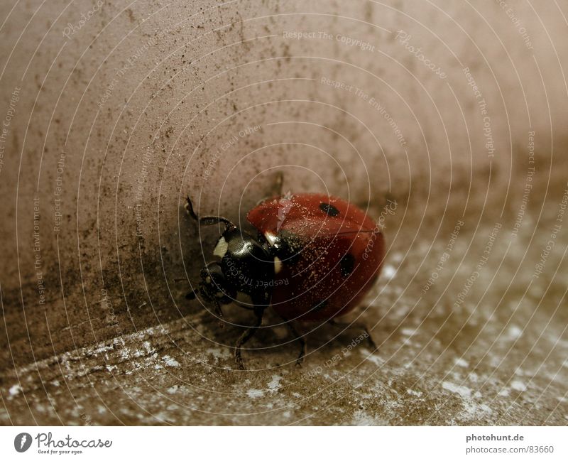 Ladybird Makroaufnahme Schiffsbug Insekt Marienkäfer Käfer ladybird insects