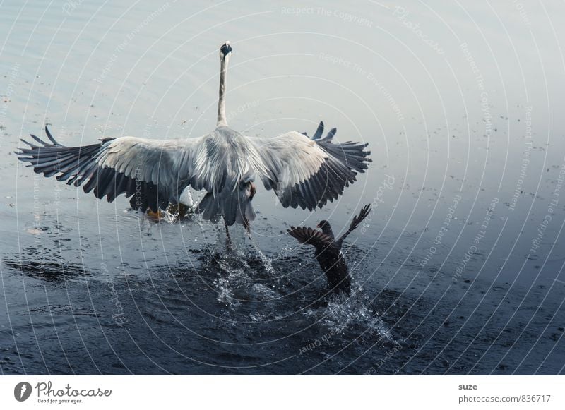 Verfolgungswahn elegant Jagd Natur Landschaft Tier Wasser Teich See Wildtier Vogel Flügel 2 fliegen schreien Konflikt & Streit ästhetisch authentisch