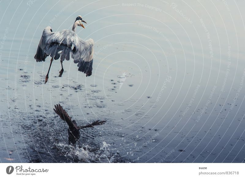 Teich-Razzia elegant Jagd Umwelt Natur Landschaft Tier Wasser See Wildtier Vogel Flügel 2 fliegen schreien Konflikt & Streit authentisch fantastisch natürlich