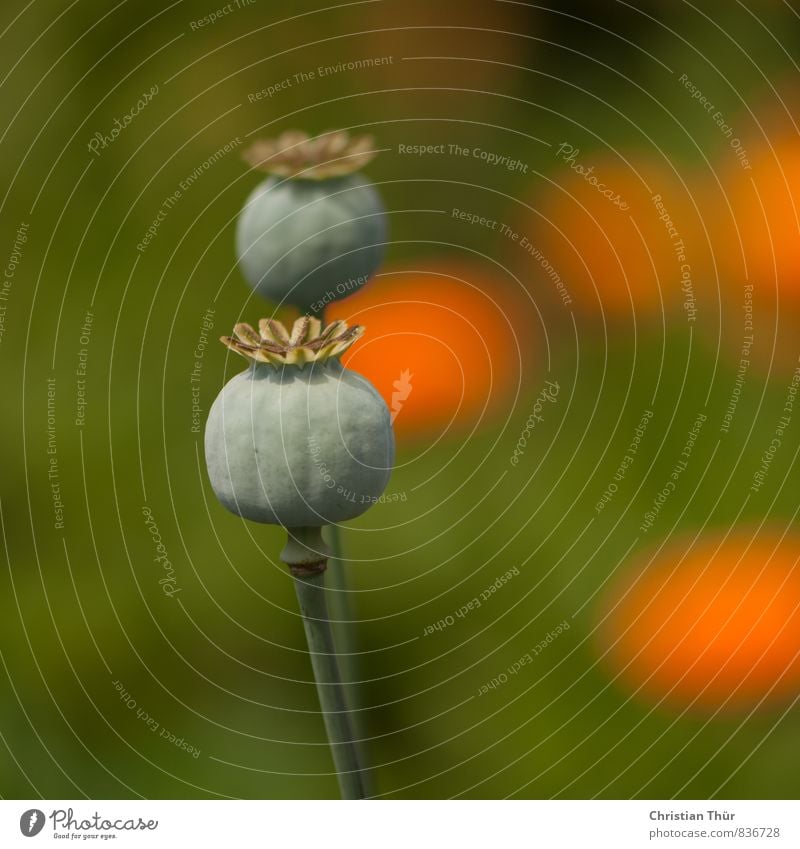 Mohn Umwelt Natur Landschaft Sommer Pflanze Blume mohnkapsel Garten Wiese entdecken Erholung Wachstum ästhetisch schön natürlich grün orange Gefühle