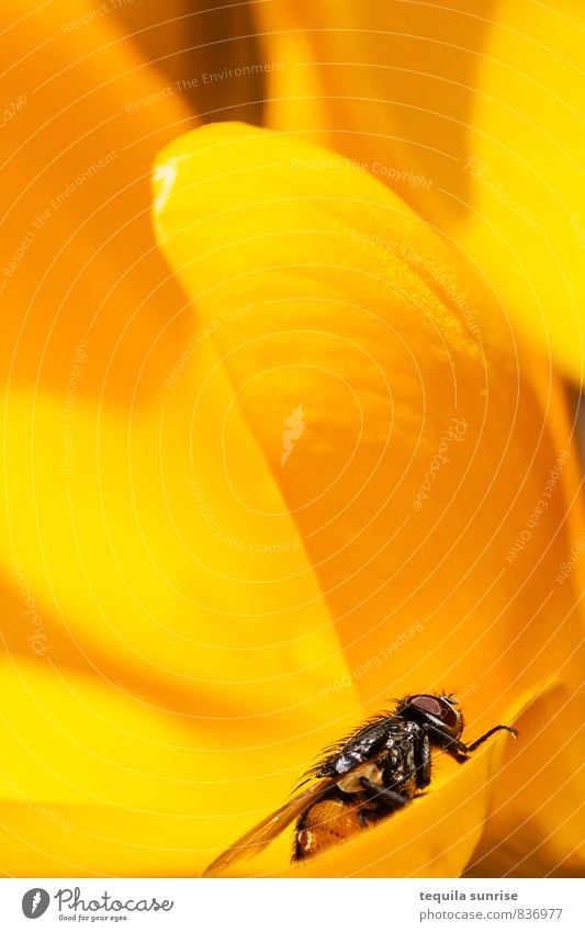 Ascent Natur Pflanze Tier Feuer Blume Blüte Wildtier Insekt Fliege 1 klein gelb orange aufsteigen Klettern Farbfoto mehrfarbig Außenaufnahme Makroaufnahme