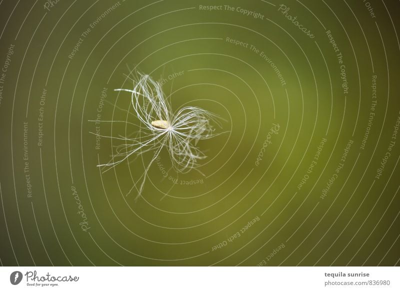 Ein Hauch von Nichts Pflanze Samen Samenpflanze Pollen Pollenflug klein grün zart zerbrechlich Allergie Heuschnupfen Farbfoto Außenaufnahme Makroaufnahme