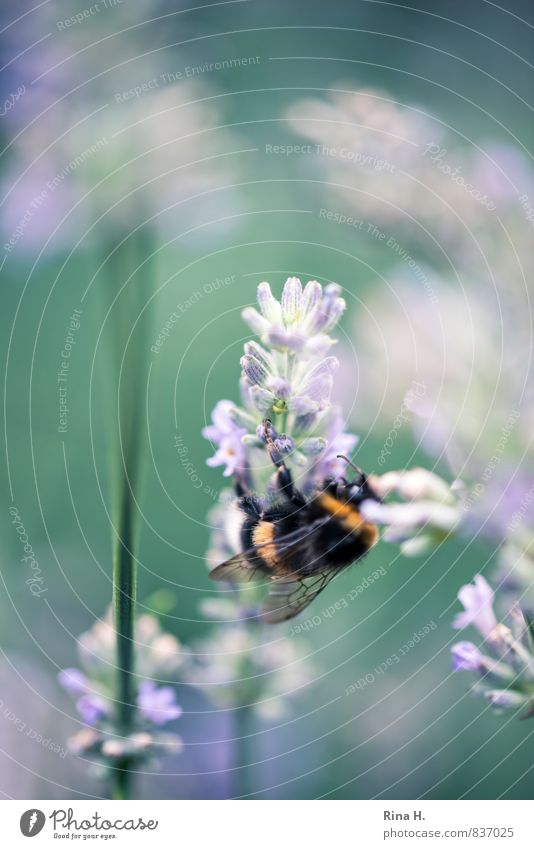 Deliziöser Lavendel Pflanze Sommer Schönes Wetter Blume Garten 1 Tier Fressen lecker natürlich Hummel Insekt krabbeln Farbfoto Außenaufnahme Menschenleer