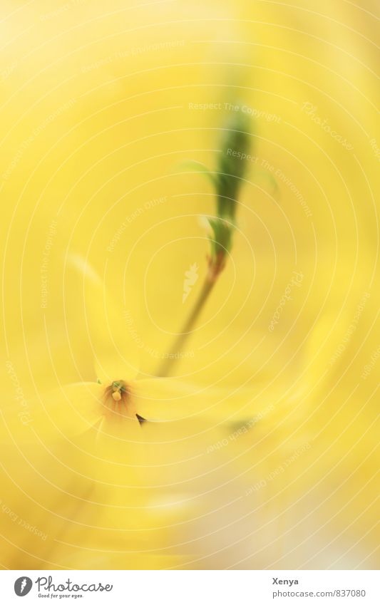 Drehdich Natur Pflanze Blume Blüte Blühend gelb grün Freude Fröhlichkeit Frühlingsgefühle Forsithie Bewegung Sommer sommerlich Farbfoto Außenaufnahme