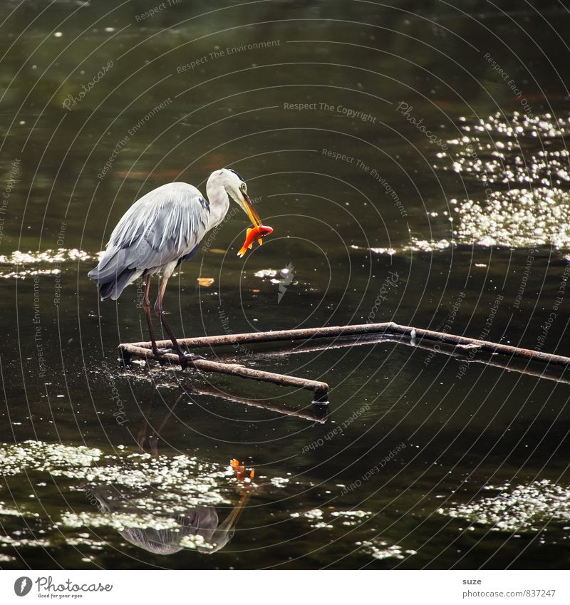 Das Auge isst eben mit elegant Jagd Natur Landschaft Tier Wasser Teich See Wildtier Vogel Fisch Flügel 2 Fressen glänzend stehen ästhetisch authentisch