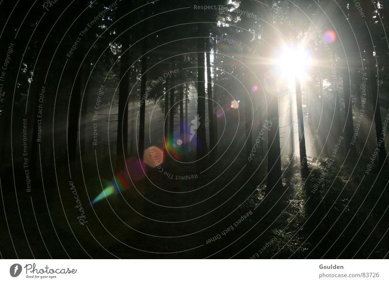 Dichtes Fichtendickicht Wald Tanne Nebel Erkenntnis Licht Stimmung Pflanze Baum Unterholz Waldlichtung Hinweis dunkel Umwelt Nebelschleier Baumstamm Schatten