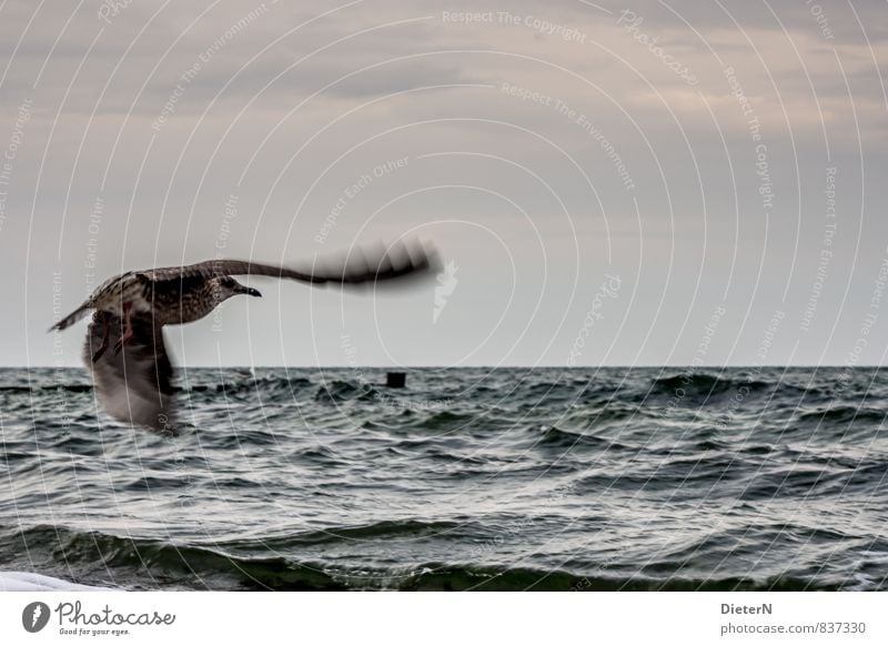 Im Flug Himmel Wolken Horizont Küste Ostsee Tier Vogel 1 blau schwarz weiß Möwe Farbfoto Außenaufnahme Menschenleer Textfreiraum rechts Textfreiraum oben Morgen