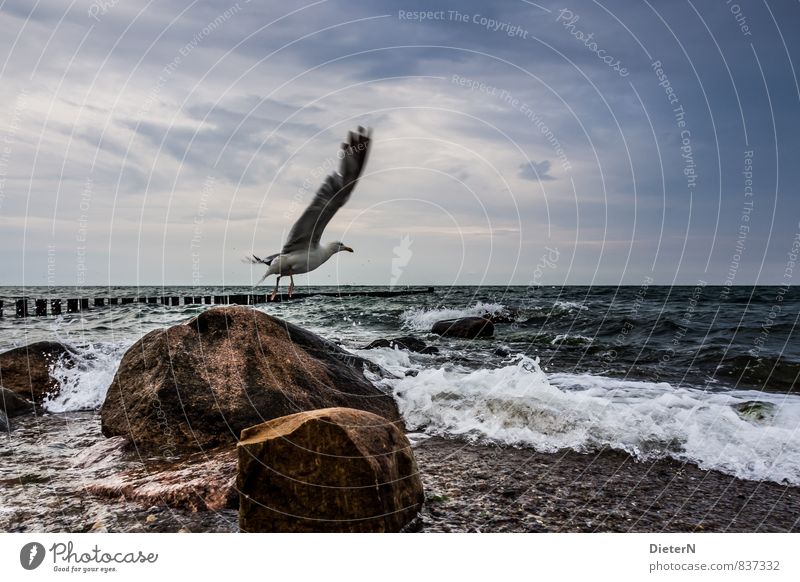 Abflug! Wasser Himmel Wolken Wellen Küste Meer Tier Wildtier Vogel Flügel 1 blau braun weiß Möwe Ostsee Stein Buhne Farbfoto Außenaufnahme Menschenleer