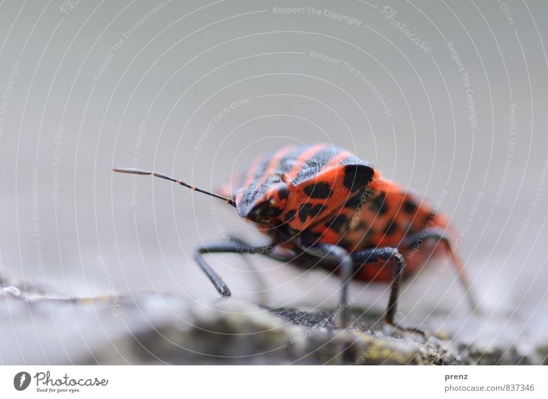 kribbelkrabbel Umwelt Natur Tier Wildtier Käfer 1 rot schwarz Wanze Streifen Insekt Farbfoto Außenaufnahme Nahaufnahme Makroaufnahme Textfreiraum oben Tag