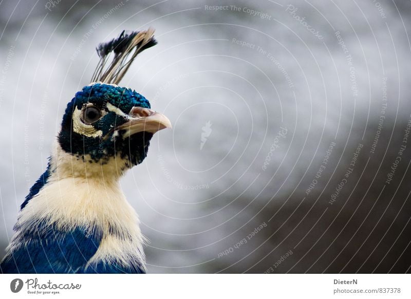 Stolz Zoo Tier Wildtier 1 blau schwarz weiß Vogel Pfau Farbfoto Textfreiraum rechts Textfreiraum oben Textfreiraum unten Textfreiraum Mitte Freisteller Schatten