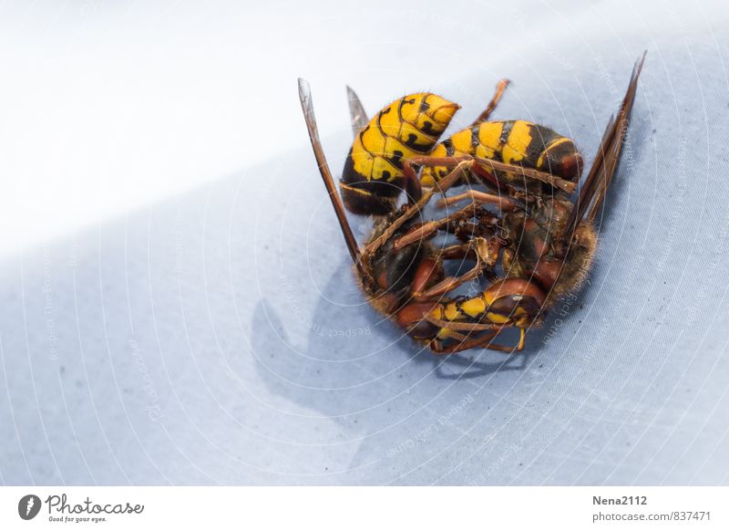 Peace | and Love? Umwelt Natur Tier Sommer Schönes Wetter Tiergesicht Flügel 2 Tierpaar Bewegung kämpfen Küssen Umarmen gelb Kuscheln Hornissen Insekt Wespen