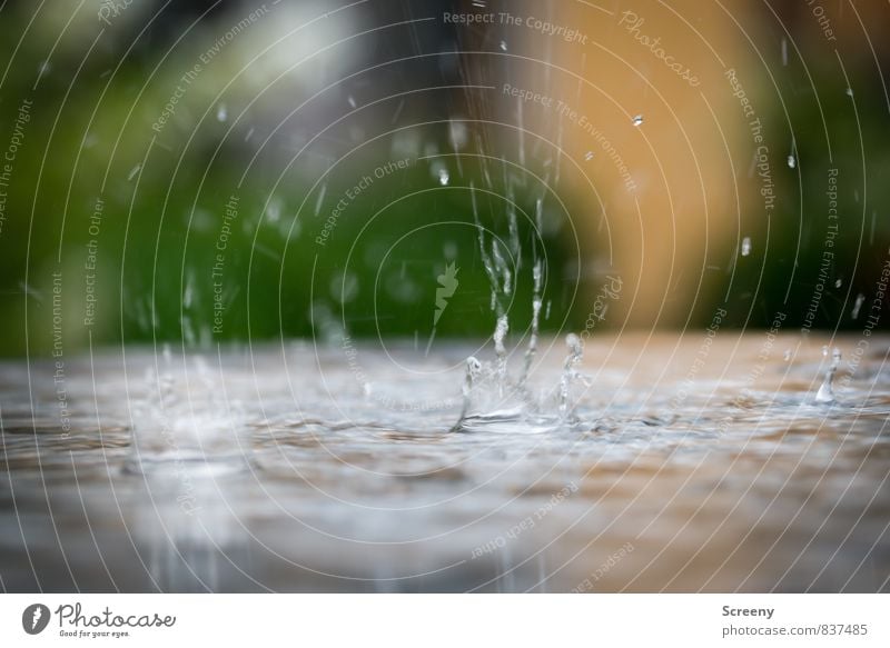 Plitsch Platsch Sommer Herbst Wetter schlechtes Wetter Regen Wasser klein nass Stimmung Reinheit Traurigkeit spritzen Farbfoto Detailaufnahme Makroaufnahme