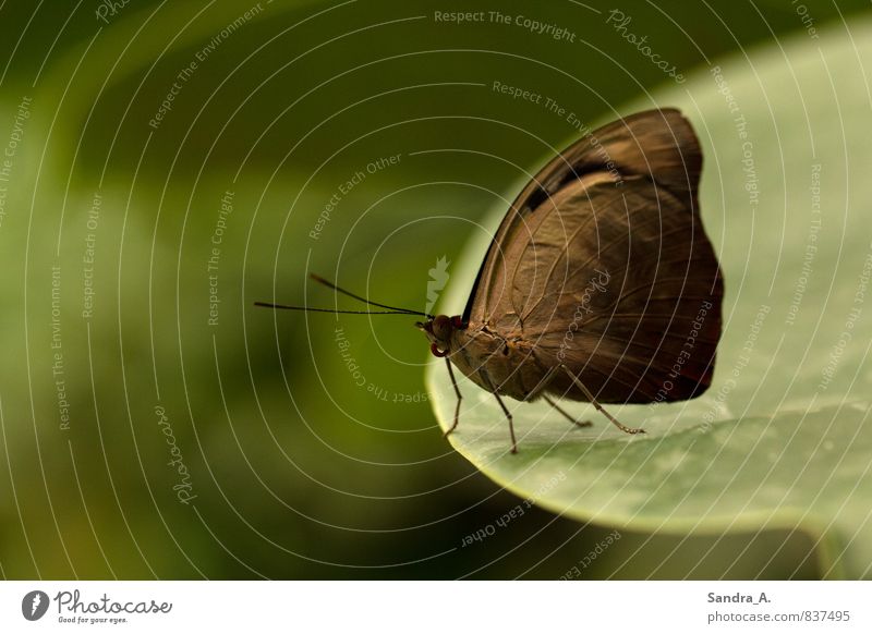 Absprung Natur Sommer Blatt Garten Park Tier Schmetterling 1 fliegen springen elegant braun grün Stimmung Zufriedenheit Frühlingsgefühle schön Gelassenheit